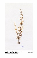藏品(南亞假懸苔)的圖片